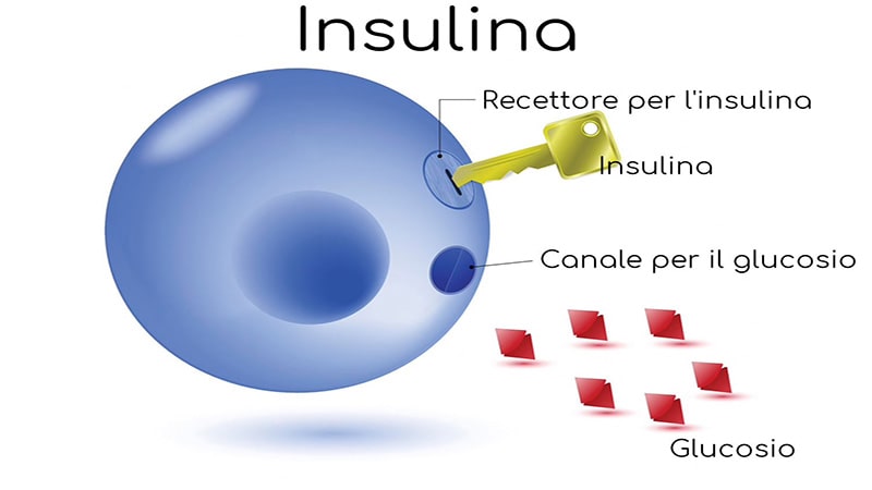 insulina schema
